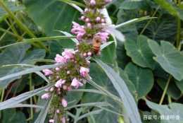 春繁對蜂群的發展多重要？