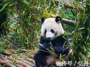 大熊貓終回大自然，踏著輕快步伐奔向遠方，留下眾人依依惜別！