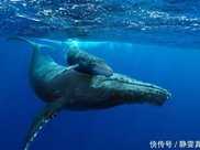 為什麼說“一鯨落，萬物生”網友看完之後才知道鯨的偉大