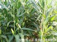玉米這種除草劑經常用，農民掌握好噴施技巧，除草效果倍增