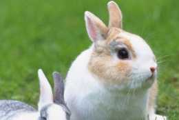 如何讓家兔快速增肥，飼料要如何選擇，育肥方法介紹