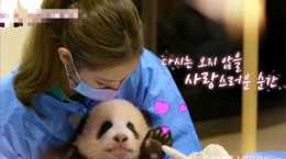 韓女團違規接觸大熊貓，帶妝與熊貓寶寶近距離接觸