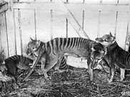 1936年滅絕的袋狼，再次被人拍到，為什麼滅絕物種會頻繁出現
