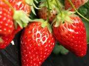 草莓冬季如何進行覆蓋防寒？掌握三點，種出更優質美味的草莓來！