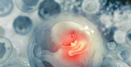 試管嬰兒移植鮮胚還是凍胚？應該怎麼選擇？