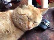 請一隻橘貓來看店，結果它卻在呼呼大睡，貓老闆快醒醒啊