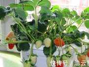 草莓可以在大棚裡種植，也可以露地種植，還可以在家裡種植