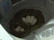 女子開啟洗衣機嚇暈，裡面竟有一窩蛋，全是它的→