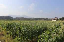 興安崔家鄉：農業產業化 讓農業煥發振興魅力