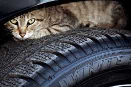 冬天開車請注意，發動機裡容易長貓……