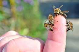 春繁蜂巢脾上“子圈”較小，蜂群繁殖管理3步走，擴大繁殖空間！