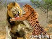 王者之戰，東北虎與非洲獅對決，誰會被打趴下？狐狸說出實話