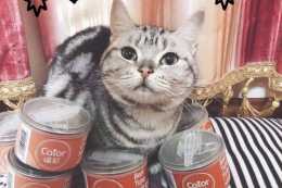 貓罐頭買哪種比較好？平價貓罐頭品牌推薦