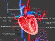 什麼是心臟彩超？能檢查出什麼疾病？聽聽醫生怎麼說