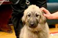 愛狗人士普京收到的最新小狗禮物，武力值趕上中亞牧羊犬了