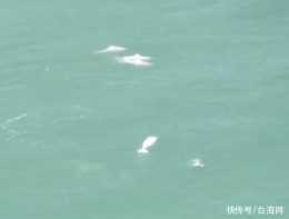 不期而遇！中華白海豚“組團”暢遊廈鼓海域