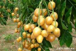 這種野果被稱“黃段子”，是“果中之寶”營養極高，卻很少人吃過