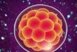 影響試管嬰兒的胚胎質量的因素