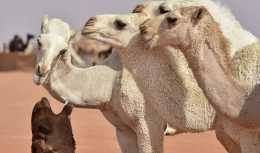 駱駝也整容？沙特駱駝選美大賽40多頭駱駝選手因整容取消參賽資格