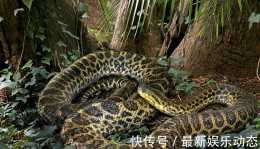 世界上最大的蛇究竟有多大？秦嶺“盤上巨蟒”真的存在嗎？
