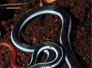 毒腺最大的毒蛇，為了吃劇毒蛇，另闢蹊徑“研發”出了獨特的毒液